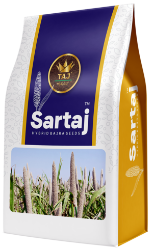 Sartaj Hybrid Bajra Seeds
